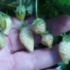 White Soul Alpine Strawberry -Alpha Garden Shop 270278300