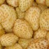 Yellow Wonder Alpine Strawberry -Alpha Garden Shop 270278466
