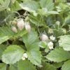 White Solemacher Alpine Strawberry 1 White Solemacher Alpine Strawberry -Alpha Garden Shop 360496280