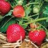 Eclair Strawberry Bundle (2 Packs) -Alpha Garden Shop 39621 PK 20 e84ccaee 9314 4aab a701 89872204a3e9