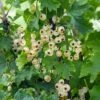 Bar-le-duc White Currant 1 Bar-le-duc White Currant -Alpha Garden Shop 4904