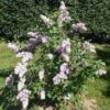 Belle De Nancy Lilac 1 Belle De Nancy Lilac -Alpha Garden Shop 515px Syringa vulgaris Belle de Nancy 2018 05 04 0369