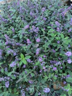 Best Seller -Alpha Garden Shop 55E266CF D817 45A1 85DD 473776036DA4