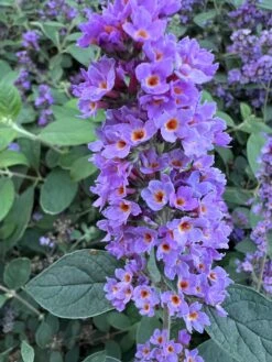 Best Seller 1 LO & BEHOLDĀ® āBlue Chip Jr.ā