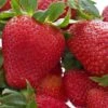 Honeoye Strawberry -Alpha Garden Shop 719UuI GOL