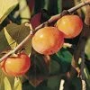 Prairie Dawn â„¢ American Persimmon 1 Prairie Dawn â„¢ American Persimmon -Alpha Garden Shop American Persimmon