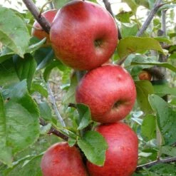 Unbeatable Urban Apple Bundle (3 Trees) 7 Unbeatable Urban Apple Bundle (3 Trees) -Alpha Garden Shop AppleRedWindsor
