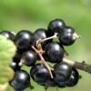 Laxton's Giant Black Currant 1 Laxton's Giant Black Currant -Alpha Garden Shop CoronetBlackCurrant 5d1ebfaf 77b6 4c9e 83d2 5aabad5748ce