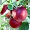 Cosmic Crisp And Spartan Apple Bundle (3 Trees) -Alpha Garden Shop Cosmic Crisp 1b0ccb4f c5d4 4575 88f7 c06c1e505ab7