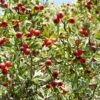 Red Azarole Hawthorn -Alpha Garden Shop Crataegus azarolus Frucht 1