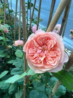 FLAVORETTE™ Honey-Apricot Rose -Alpha Garden Shop D523EFDA 5A0E 479B 842A 2757DCD6376E