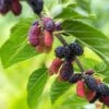 Early Bird Mulberry -Alpha Garden Shop EarlyBirdMulberry 1