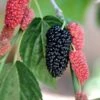 Black Beauty Fruiting Mulberry 1 Black Beauty Fruiting Mulberry -Alpha Garden Shop Gold Mop Cypress 1