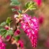 King Edward VII Flowering Currant -Alpha Garden Shop KingEdwardVIIRibes
