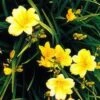 Stella D'Oro Day Lily -Alpha Garden Shop L700 gigapixel standard scale 6 00x b41b238d a08a 476a b75e 48545af85141