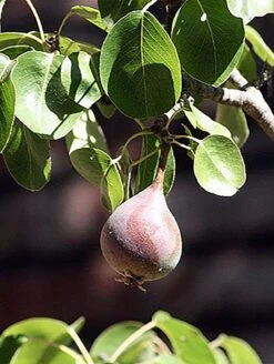 Moonglow Pear -Alpha Garden Shop MoonGlow Pyrus communis leaffruit Jean ccby20