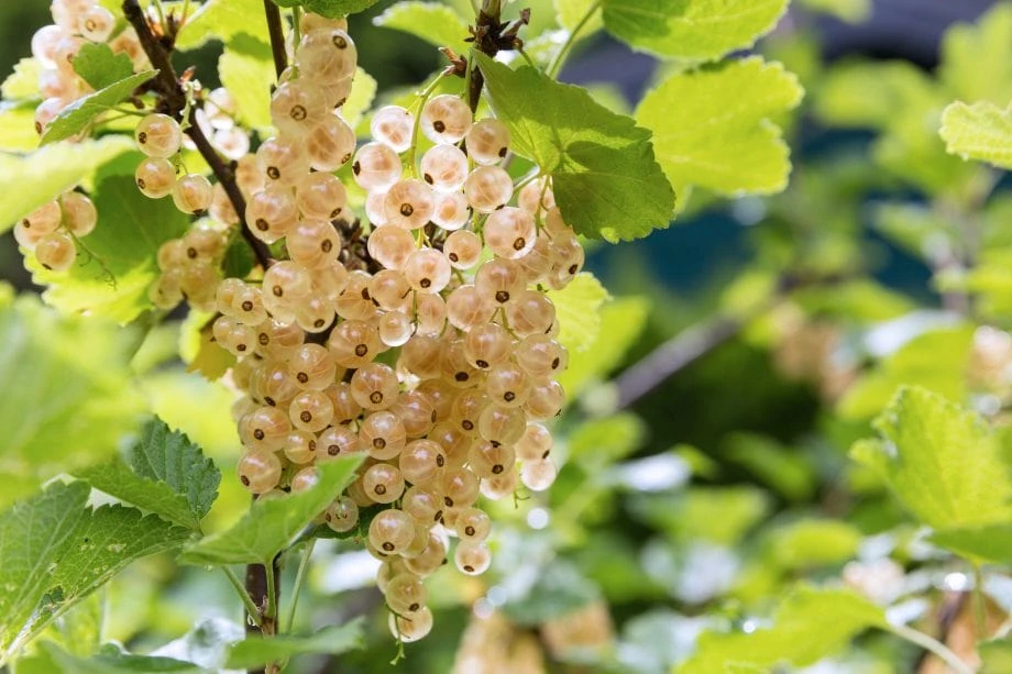 White Grape White Currant 3 White Grape White Currant