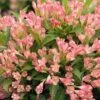 Alpha Peach Kisses™ Weigela -Alpha Garden Shop PeachKissesWeigela