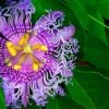 Passiflora PinkPop™ -Alpha Garden Shop PinkPopPassiflora 1