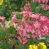 Pokeys Pink Flowering Currant -Alpha Garden Shop Pokeys