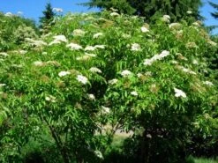American Elderberry