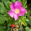 Dart's Dash Rose -Alpha Garden Shop Shutterstock 1527926936