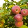 Apple Combo (5 Varieties) 1 Apple Combo (5 Varieties) -Alpha Garden Shop Shutterstock 1931241200 2a33cb44 4c34 4302 afc6 259b5cf0de7d