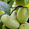 Tallahatchie® Paw Paw -Alpha Garden Shop TallahatchiePawPaw