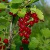 Viking Red Currant 2 Viking Red Currant -Alpha Garden Shop VikingRedCurrant