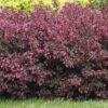 Alpha Wine & Roses® Weigela -Alpha Garden Shop WeigelaWineRoses1 1080 1080 60