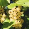 Zitavia Currant -Alpha Garden Shop White Currants Best Varieties Growing Guide Care Problems and Harvest FI