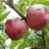 Belmac Apple -Alpha Garden Shop a100 belmac 2 1