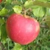 Red Boskoop Apple 1 Red Boskoop Apple -Alpha Garden Shop a161 red boskoop 1