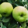 Greensleeves Apple 2 Greensleeves Apple -Alpha Garden Shop a385d greensleeves