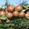 Granniwinkle Cider Apple -Alpha Garden Shop a387 granniwinkle p 27