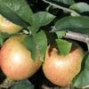 Jonagold Apple Tree 1 Jonagold Apple Tree -Alpha Garden Shop a460jonagold apples 1
