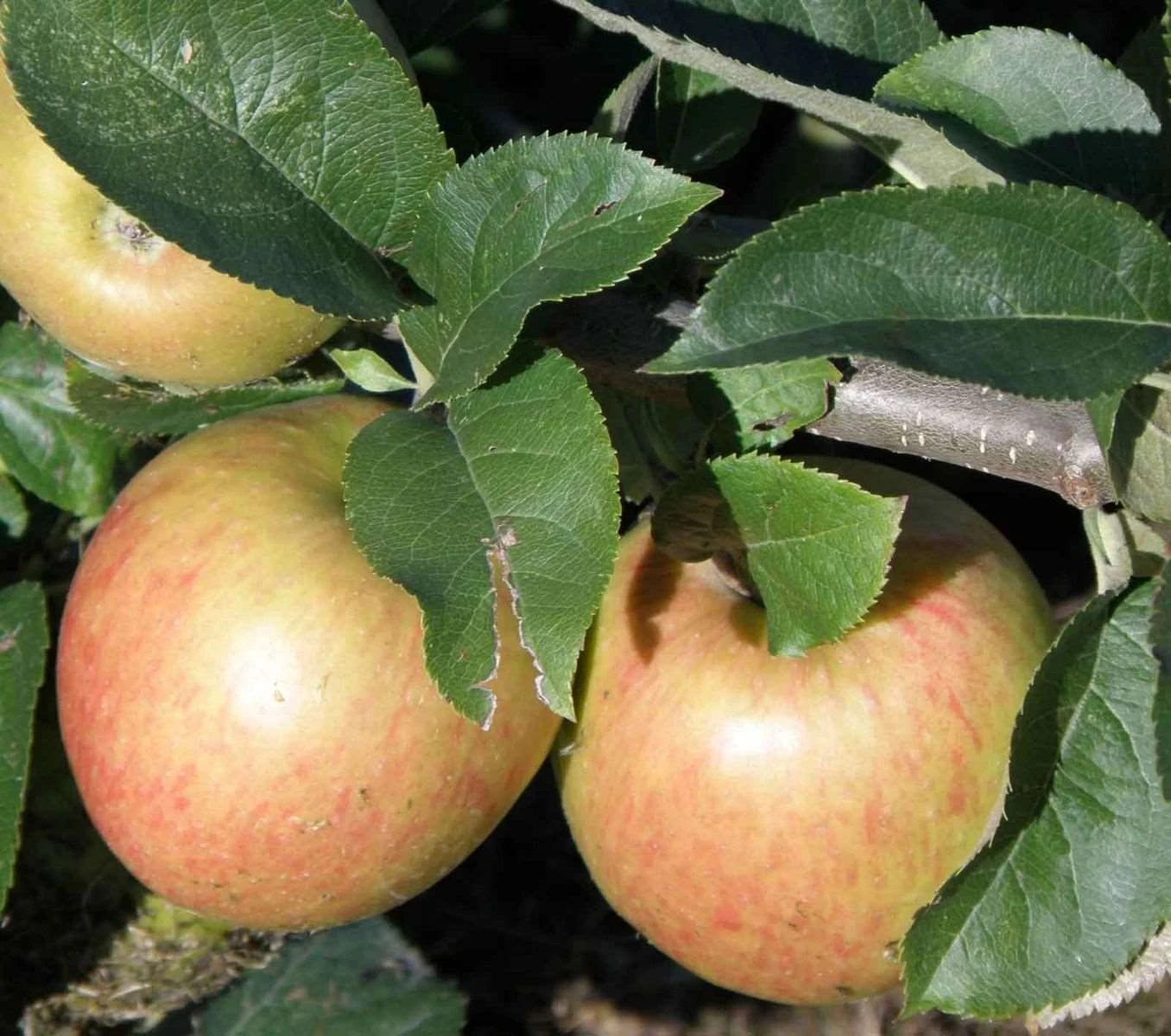 Jonagold Apple Tree 3 Jonagold Apple Tree