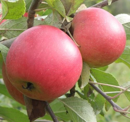 Queen Cox Self-Fertile Apple 3 Queen Cox Self-Fertile Apple