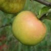 Roxbury Russet Apple -Alpha Garden Shop a628 roxbury russet 1
