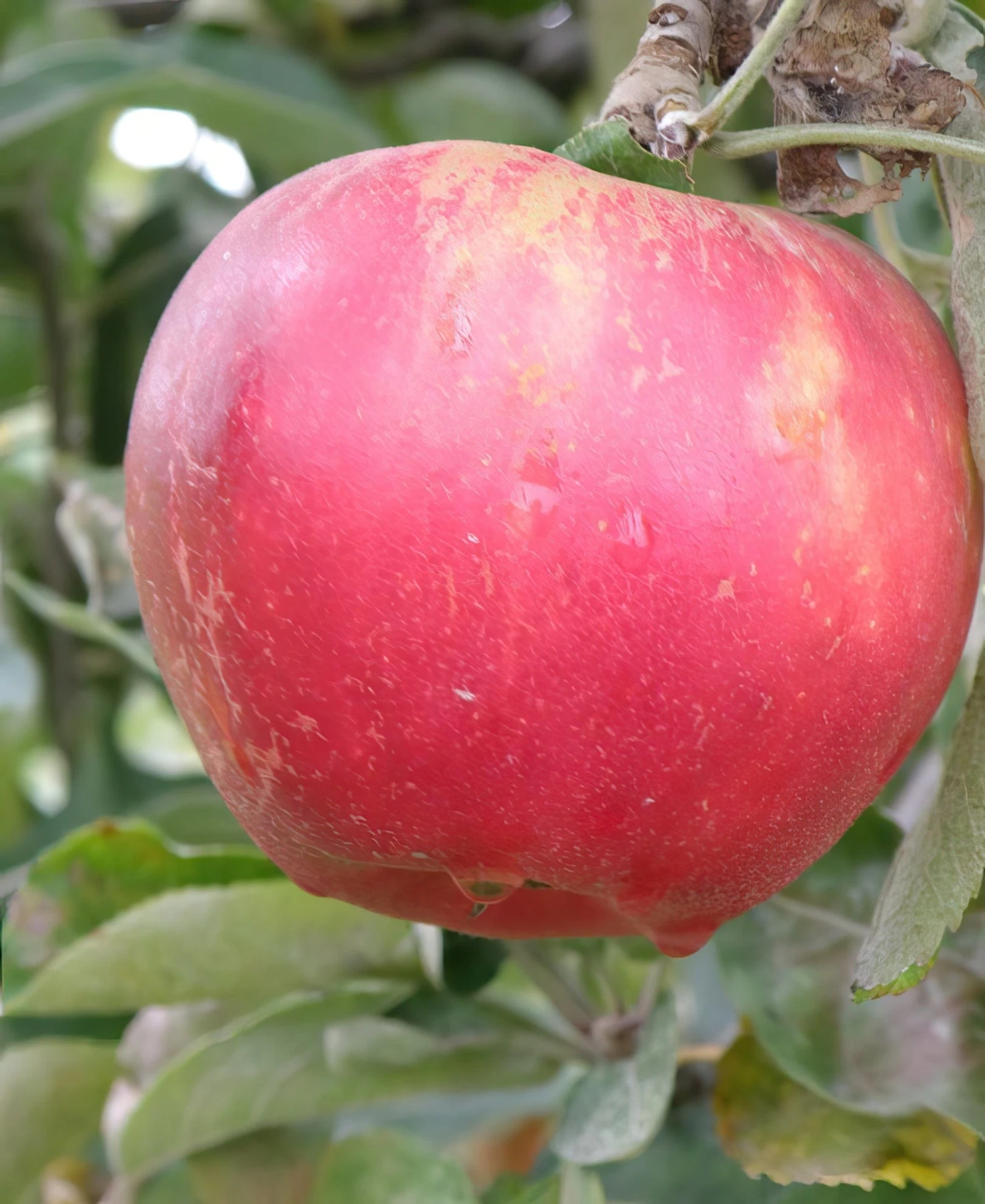 Akane Apple 3 Akane Apple