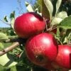 Unbeatable Urban Apple Bundle (3 Trees) 1 Unbeatable Urban Apple Bundle (3 Trees) -Alpha Garden Shop akane 95979