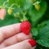Reine Des Vallees Alpine Strawberry 2 Reine Des Vallees Alpine Strawberry -Alpha Garden Shop alpinestrawberry