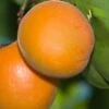 Chinese Sweet Pit Apricot -Alpha Garden Shop apricots c476 chinese sweet pit