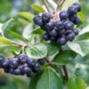 Raintree Select Aronia -Alpha Garden Shop aroure