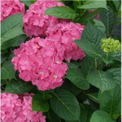 Best Seller 15 Let's Dance ”Arriba!® Reblooming Hydrangea