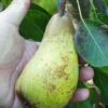 Atlantic Queen European Pear 1 Atlantic Queen European Pear -Alpha Garden Shop atlantic queen pear 2