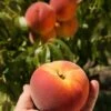 Avalon Pride Peach 2 Avalon Pride Peach -Alpha Garden Shop avalon pride peach