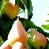 Arganche European Pear 2 Arganche European Pear -Alpha Garden Shop b037 araganche 1