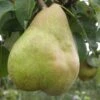 Comice European Pear -Alpha Garden Shop b080 comice 1