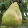 European Winter Pear Bundle No. 1 -Alpha Garden Shop b080 comice 1 1200x1375 b6523b5f cb29 4568 b323 ba39c75911ff